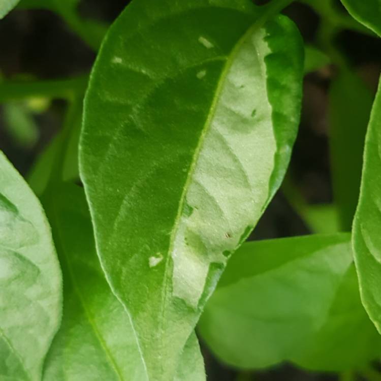 plant image 1669375