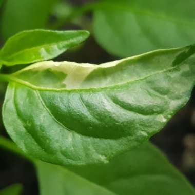 Chilli Pepper