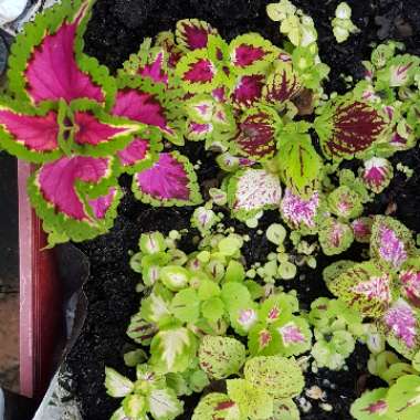Coleus