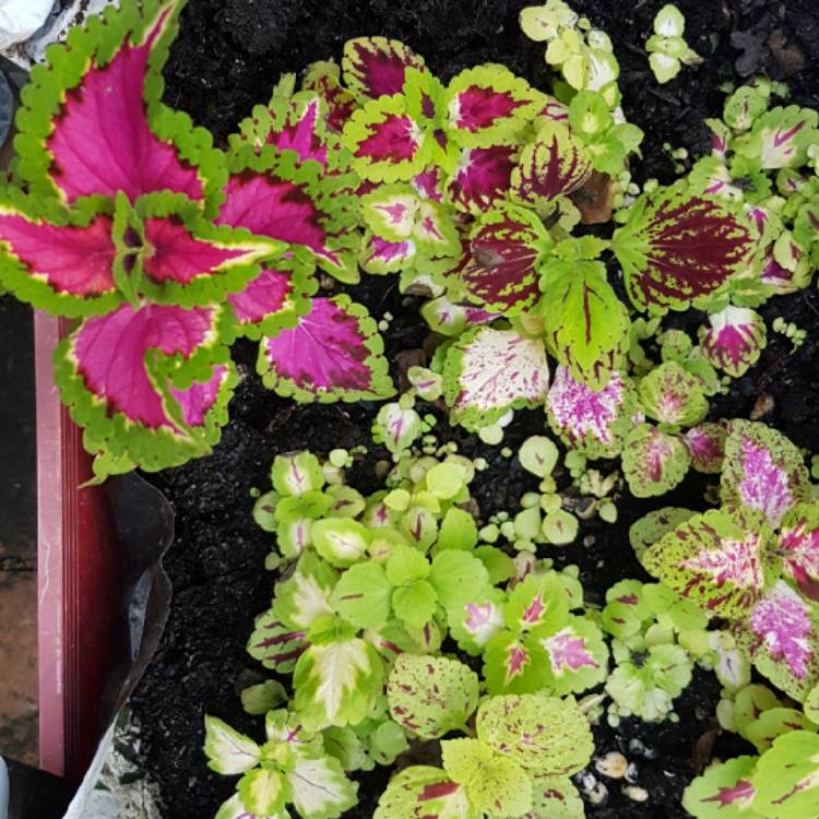plant image 1671320