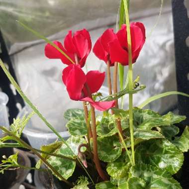 Cyclamen (Hardy)