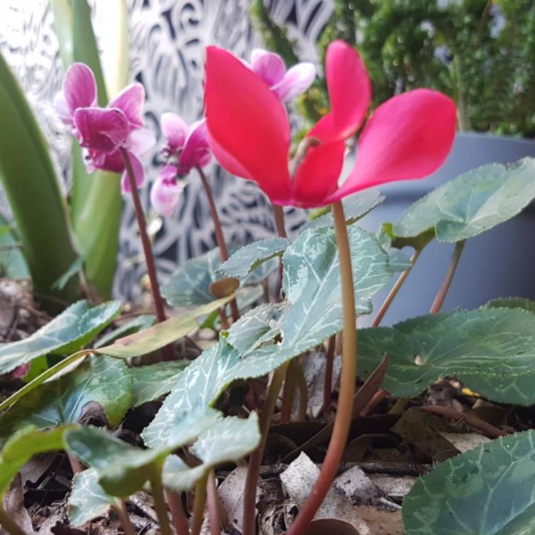plant image 1678084