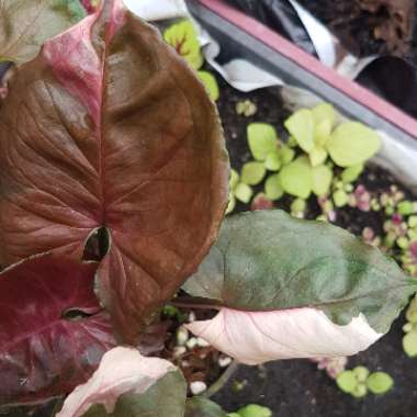 syngonium strawberry ice