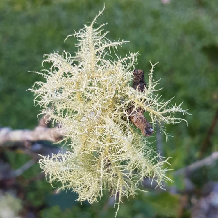 plant image 1679771
