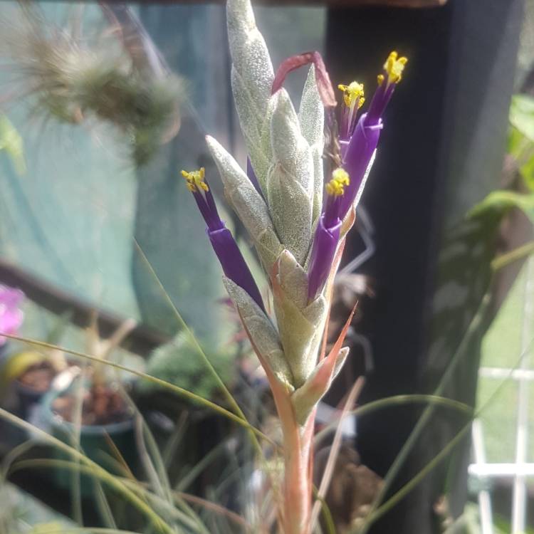 Plant image Tillandsia juncea