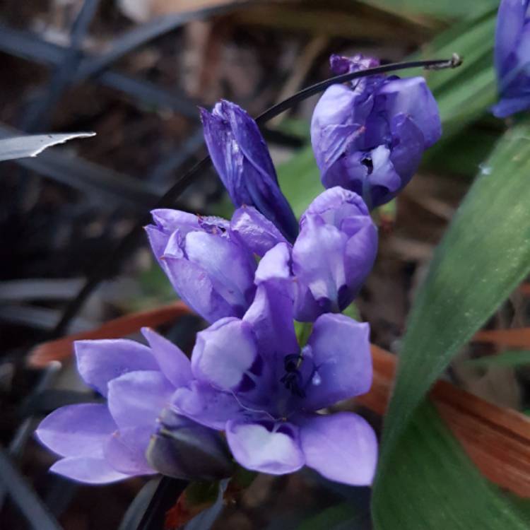plant image 848591