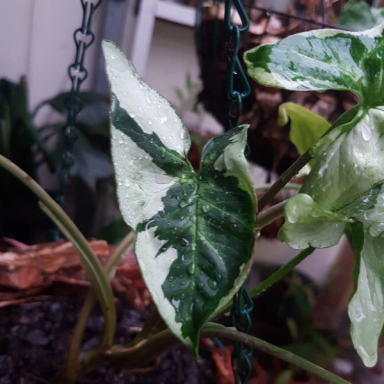Plant image Syngonium podophyllum 'Bronze'