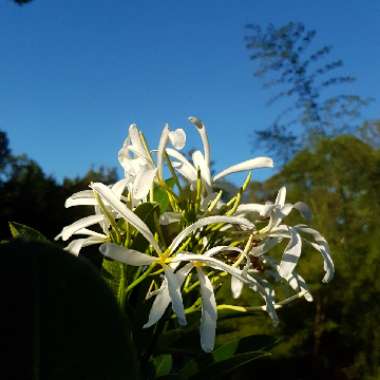 Plumeria Stenophylla