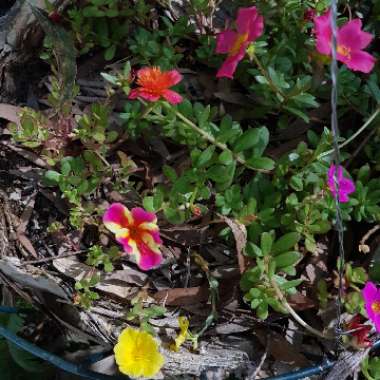 Portulaca grandiflora