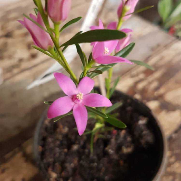 plant image 960385