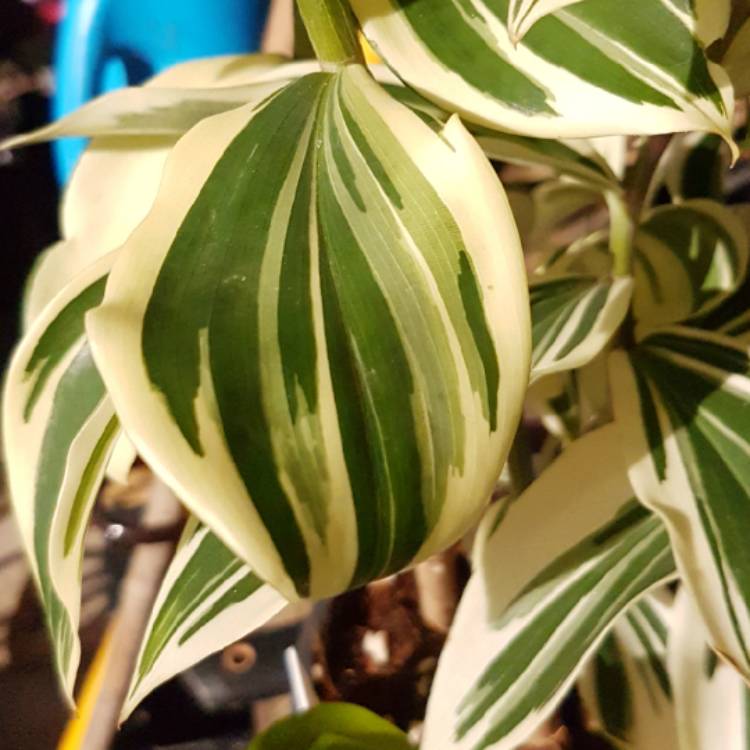 Plant image Costus Arabicus Variegatus