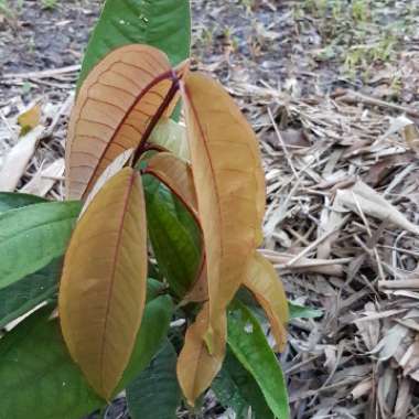 syzygium erythrocalyx
