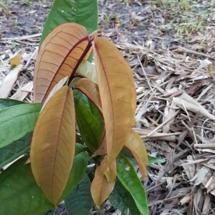 plant image 966314