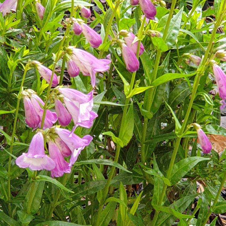 plant image 1336358