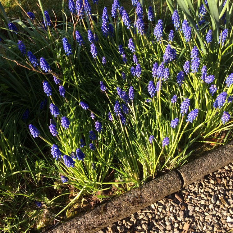 Plant image Hyacinthoides non-scripta 'Wavertree'