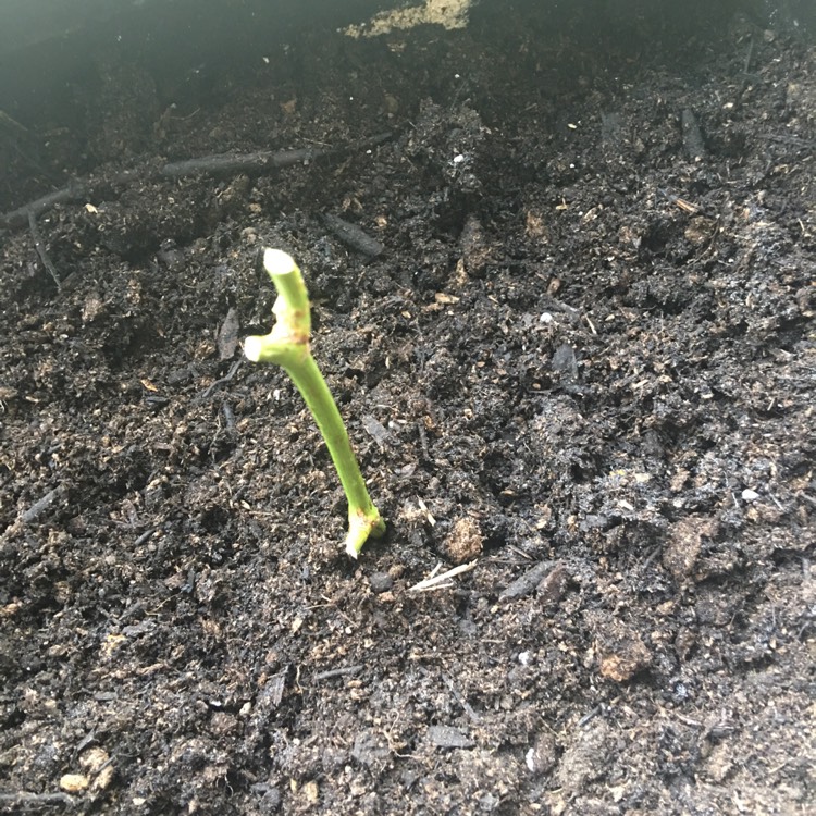 plant image 1216413