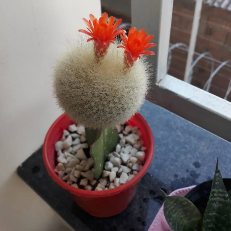 Plant image Mammillaria schwartzii