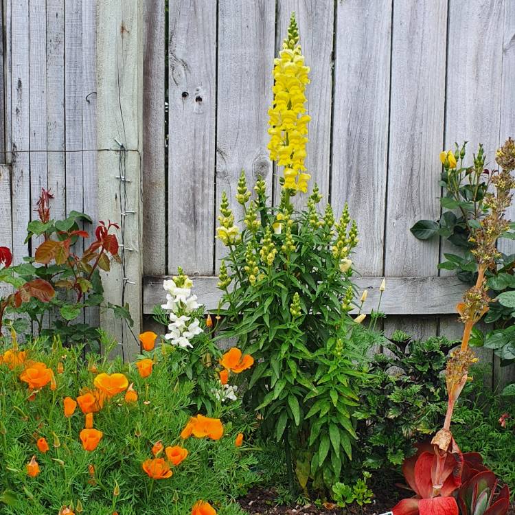 Plant image Antirrhinum majus 'Floral Showers Mix' (Floral Showers Series)