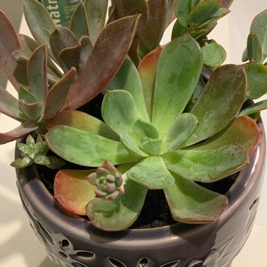 Kalanchoe marnieriana