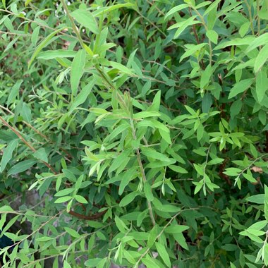 Johanna's garden