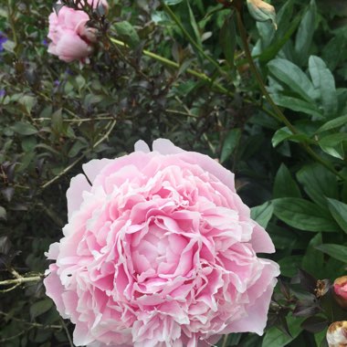 Peony