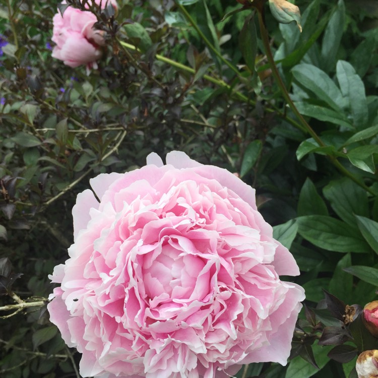 plant image 742716