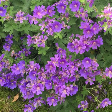Cranesbill 'Johnson's Blue'