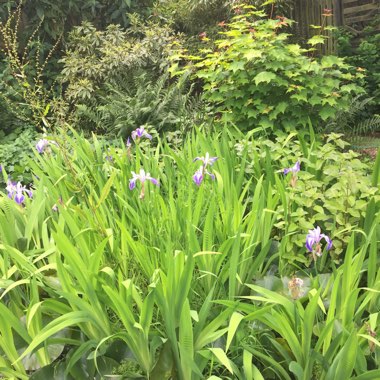 Johanna's garden