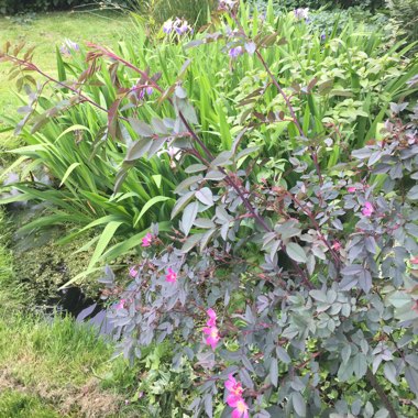 Johanna's garden