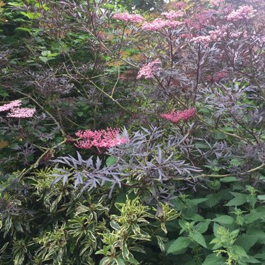 Johanna's garden