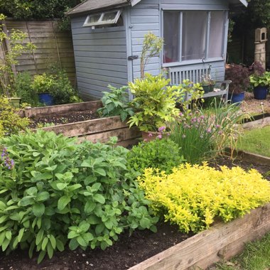 Johanna's garden