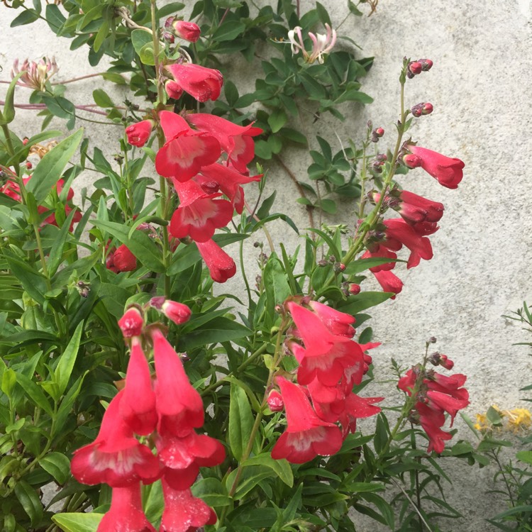 plant image 743043