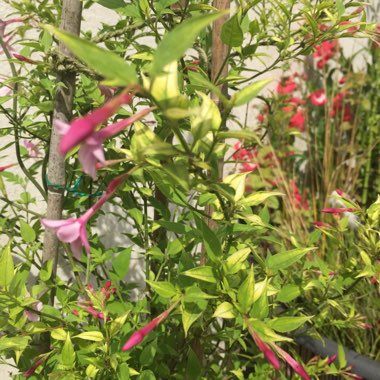 Johanna's garden