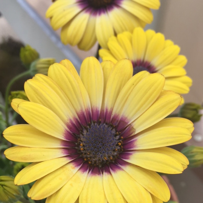 Plant image Osteospermum 'Serenity Blue Eyed Beauty'