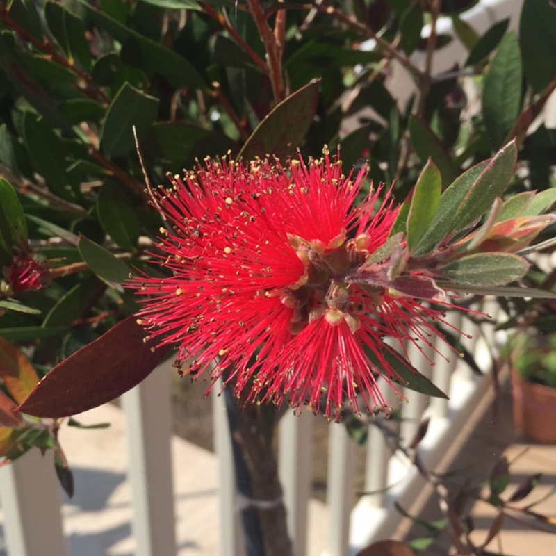 plant image 142143