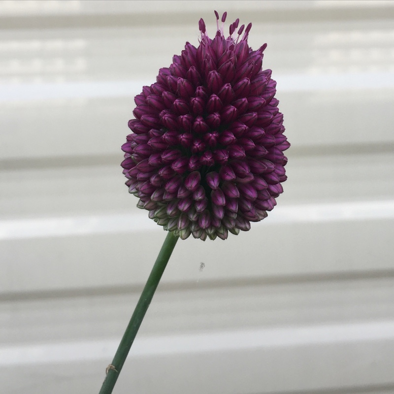 Allium sphaerocephalon