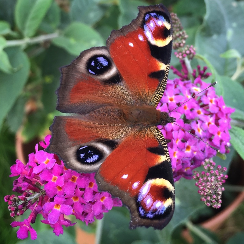 Jennifer's garden