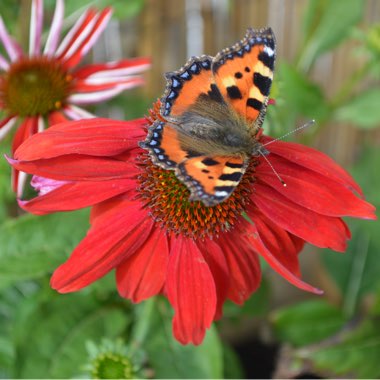 Jennifer's garden