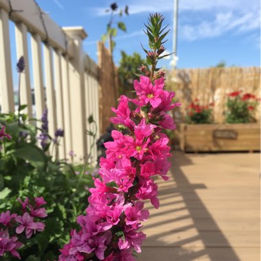 Jennifer's garden