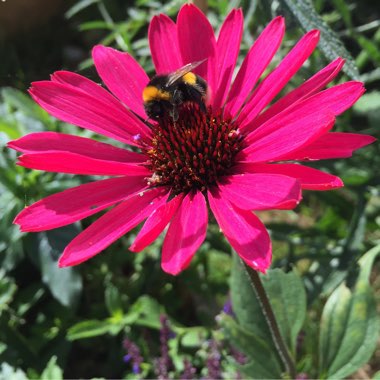Jennifer's garden