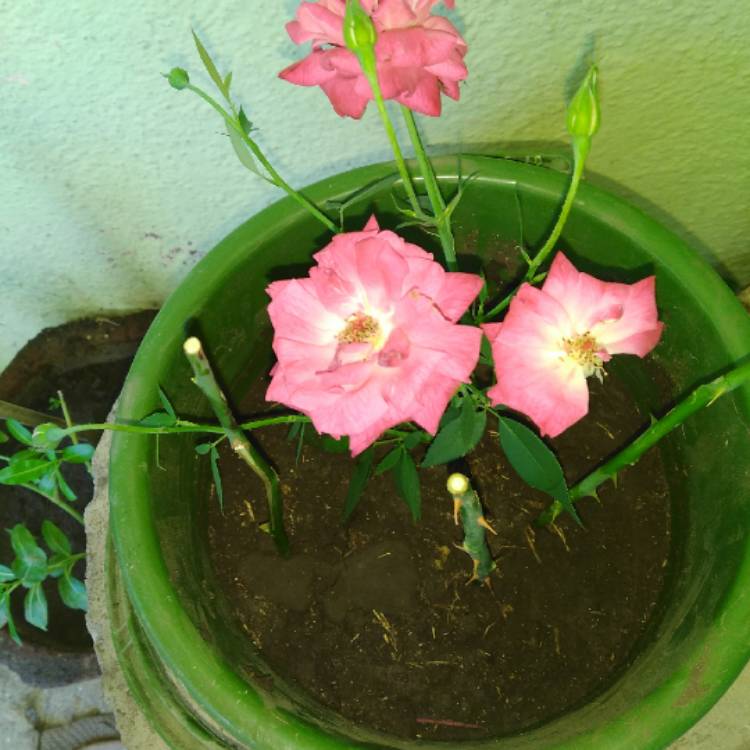 Plant image Portulaca grandiflora 'Pink'