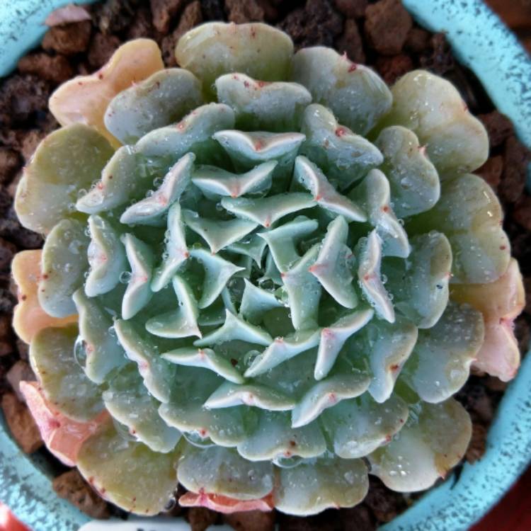 Plant image Echeveria Pinwheel Revolution