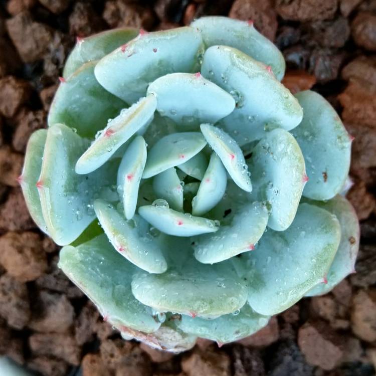 plant image 1010666
