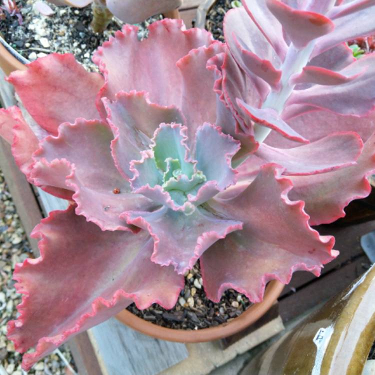 plant image 1018505 plant image 1018505