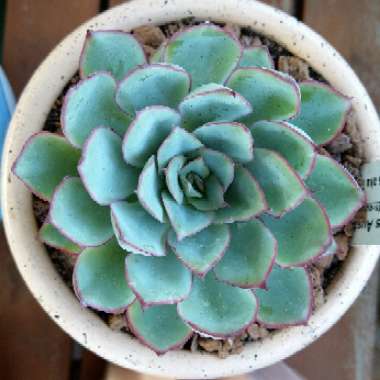Echeveria 'Moon Godess'