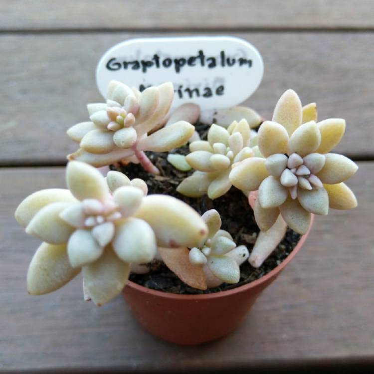 plant image 1098956