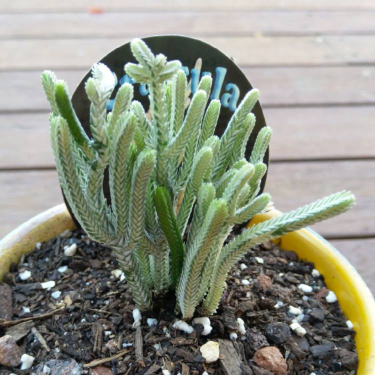 Plant image Crassula muscosa var. variegata