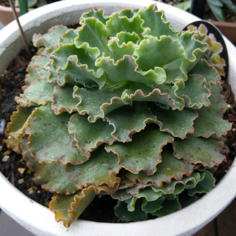 plant image 1109630 plant image 1109630
