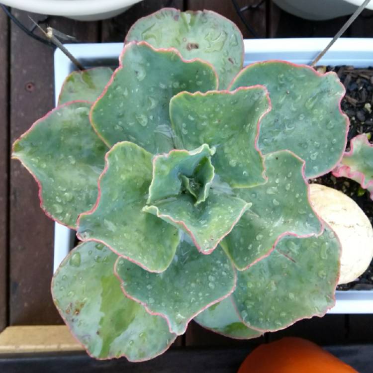 plant image 1109750 plant image 1109750
