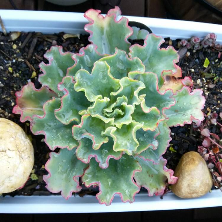 plant image 1109751 plant image 1109751